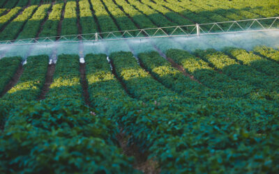 Agriculture and Water Pollution